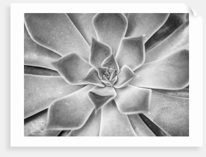 Succulent plant by Assaf Frank